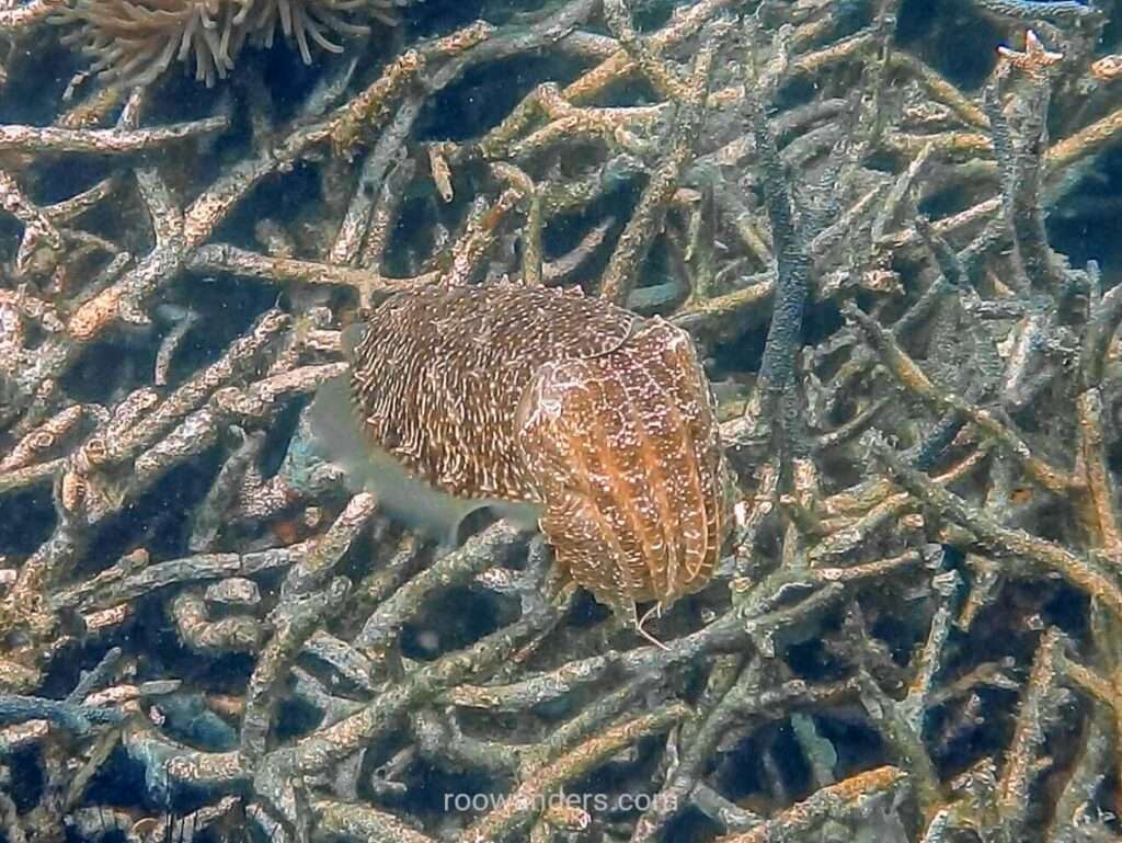 Tioman, Malaysia - RooWanders