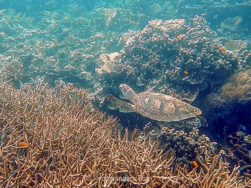 Tioman, Malaysia - RooWanders