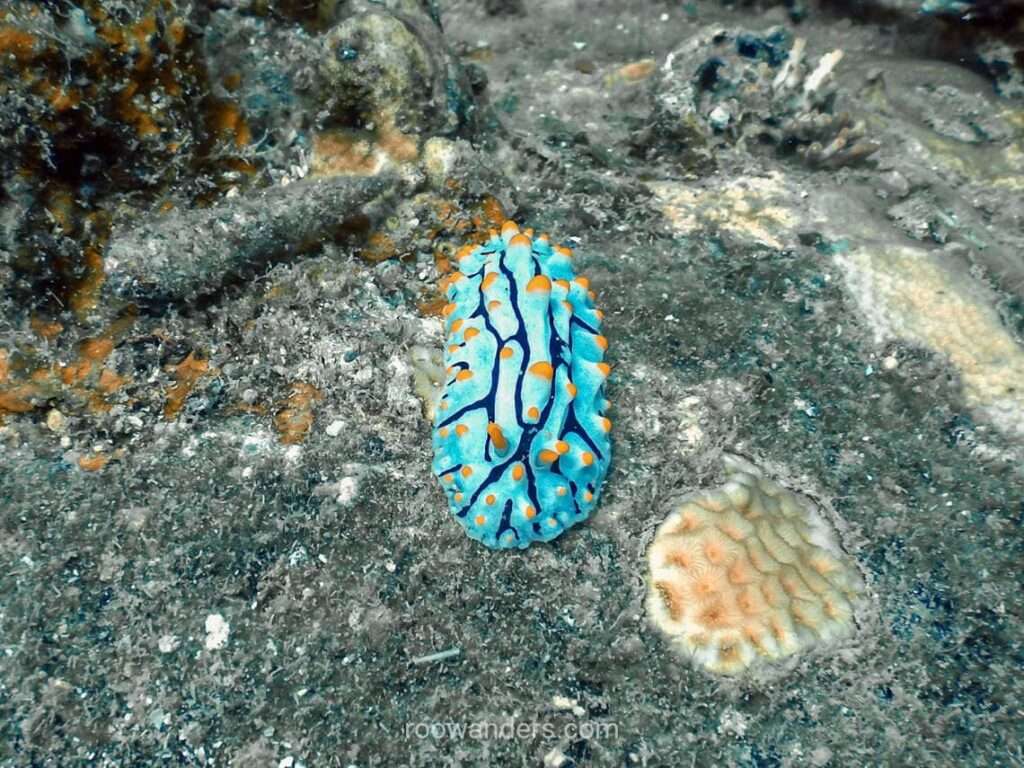 Tioman, Malaysia - RooWanders