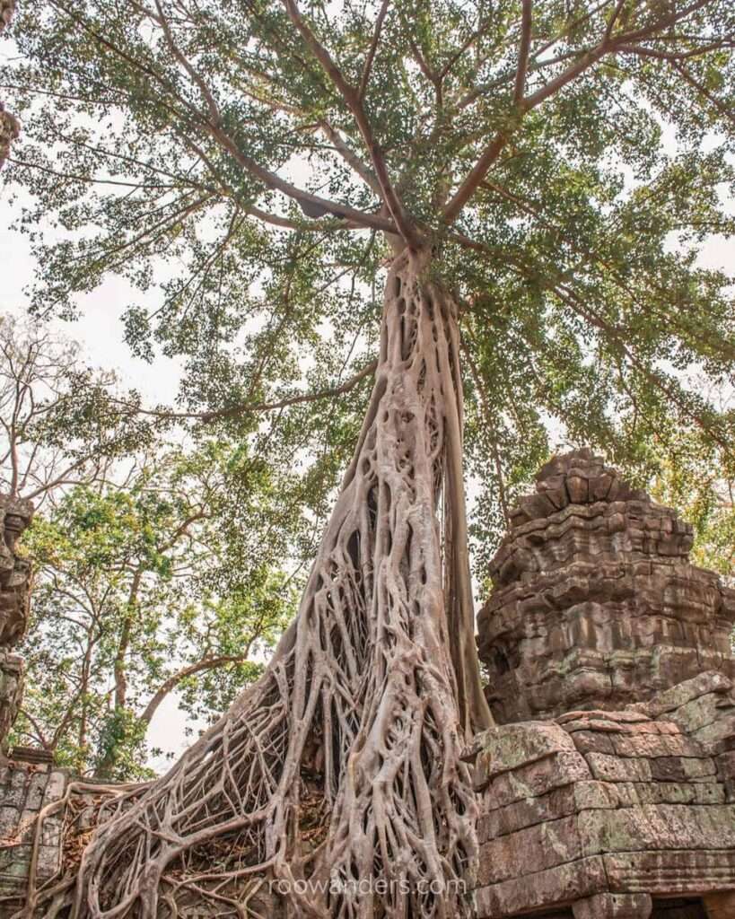 Ta Prohm Temple, Cambodia - RooWanders