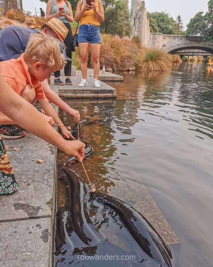 Eels, Christchurch, New Zealand - RooWanders