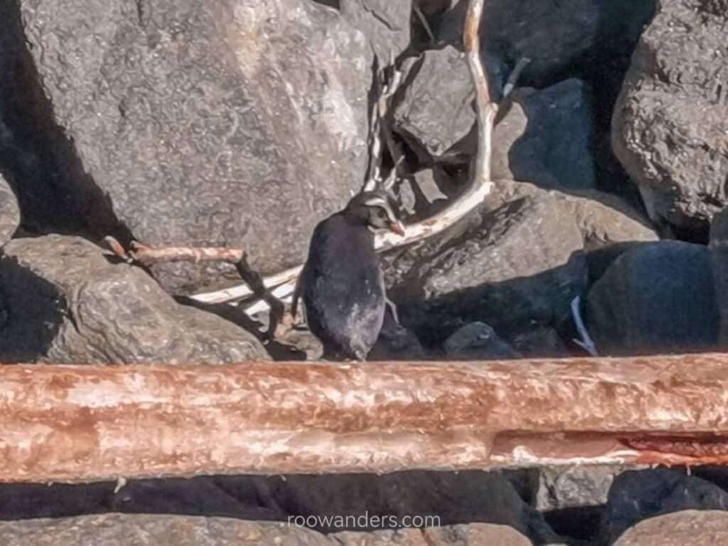 Penguin, Milford Sound Cruise, New Zealand - RooWanders