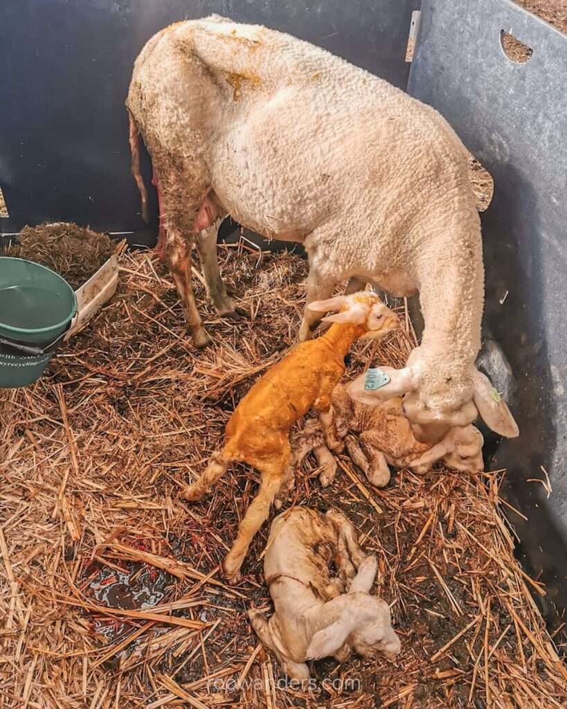 Birthing, Lambing, New Zealand - RooWanders