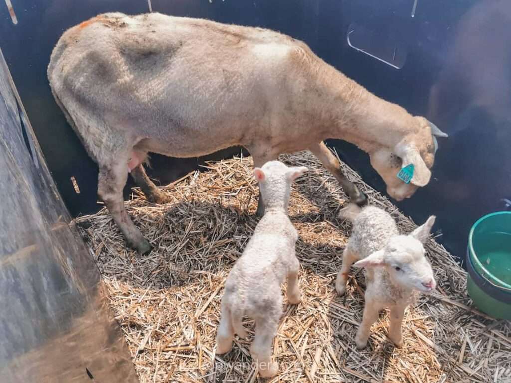 Lambing, New Zealand - RooWanders