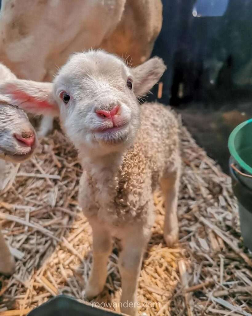 Mr Photogenic, Lambing, New Zealand - RooWanders