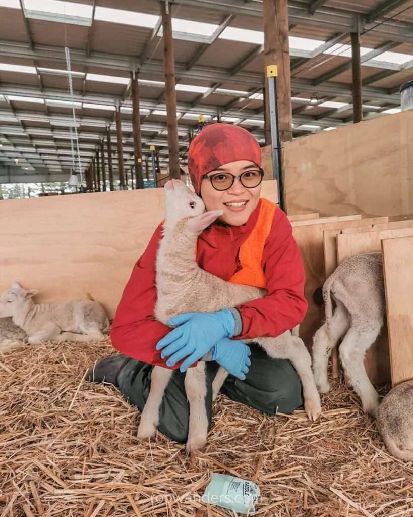 Lambing, New Zealand - RooWanders