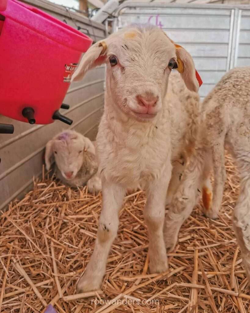 Lambing, New Zealand - RooWanders