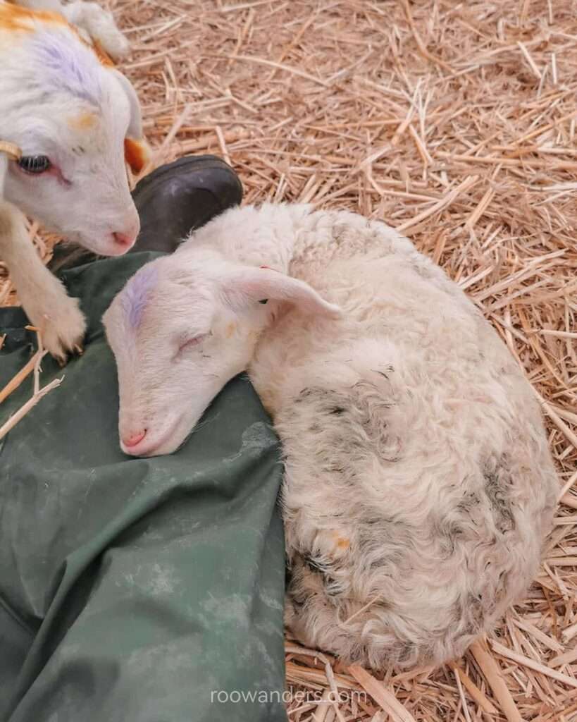 Lambing, New Zealand - RooWanders