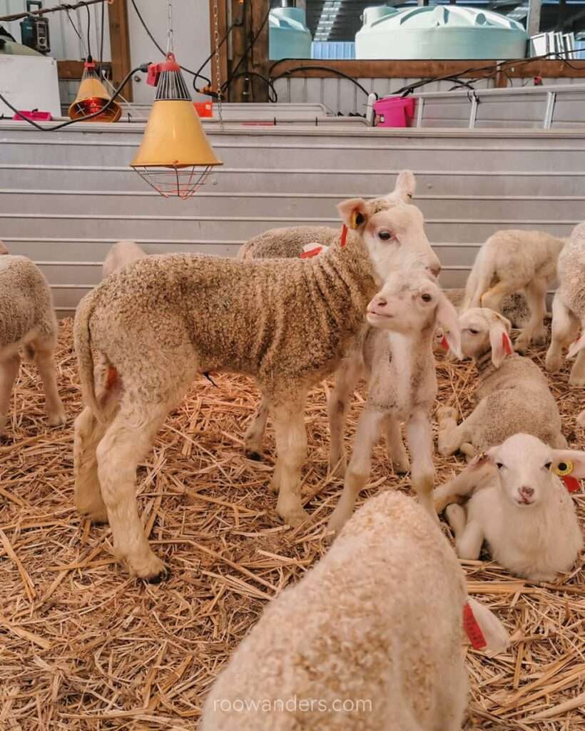 Lambing, New Zealand - RooWanders