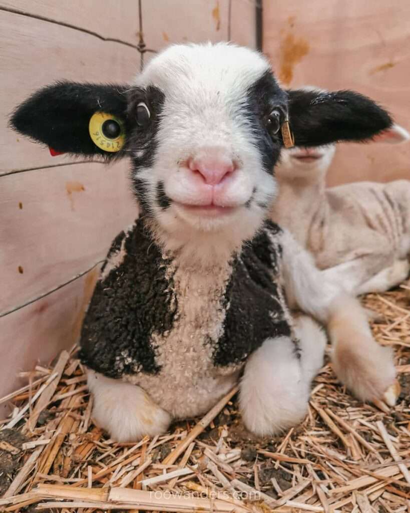 Cow Lamb, Lambing, New Zealand - RooWanders