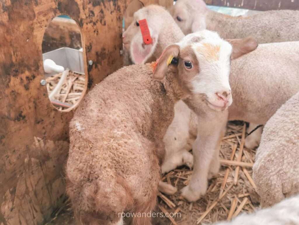 Mocha, Lambing, New Zealand - RooWanders