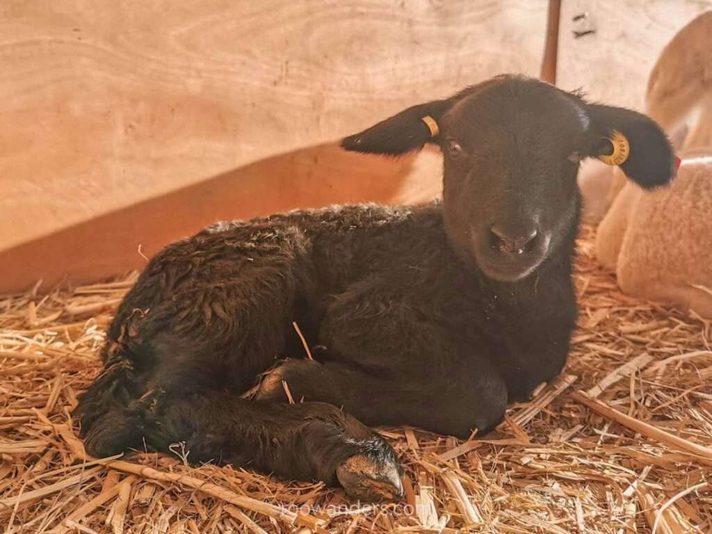 Black Beauty, Lambing, New Zealand - RooWanders