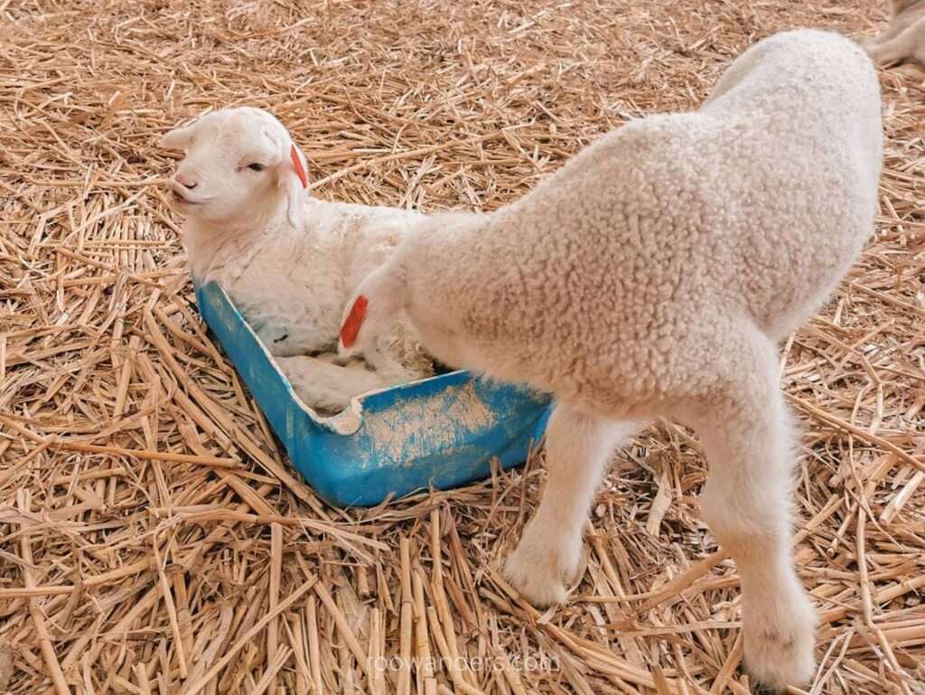 Pouty, Lambing, New Zealand - RooWanders