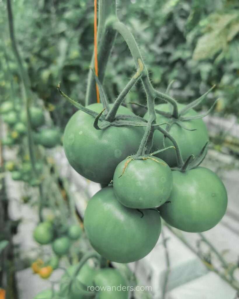 Big Tomatoes, Tomato Greenhouse, New Zealand - RooWanders