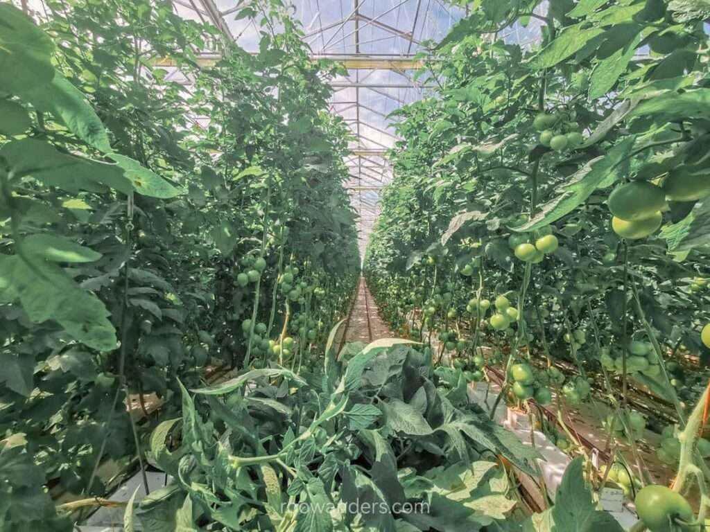 Tomato Greenhouse, New Zealand - RooWanders