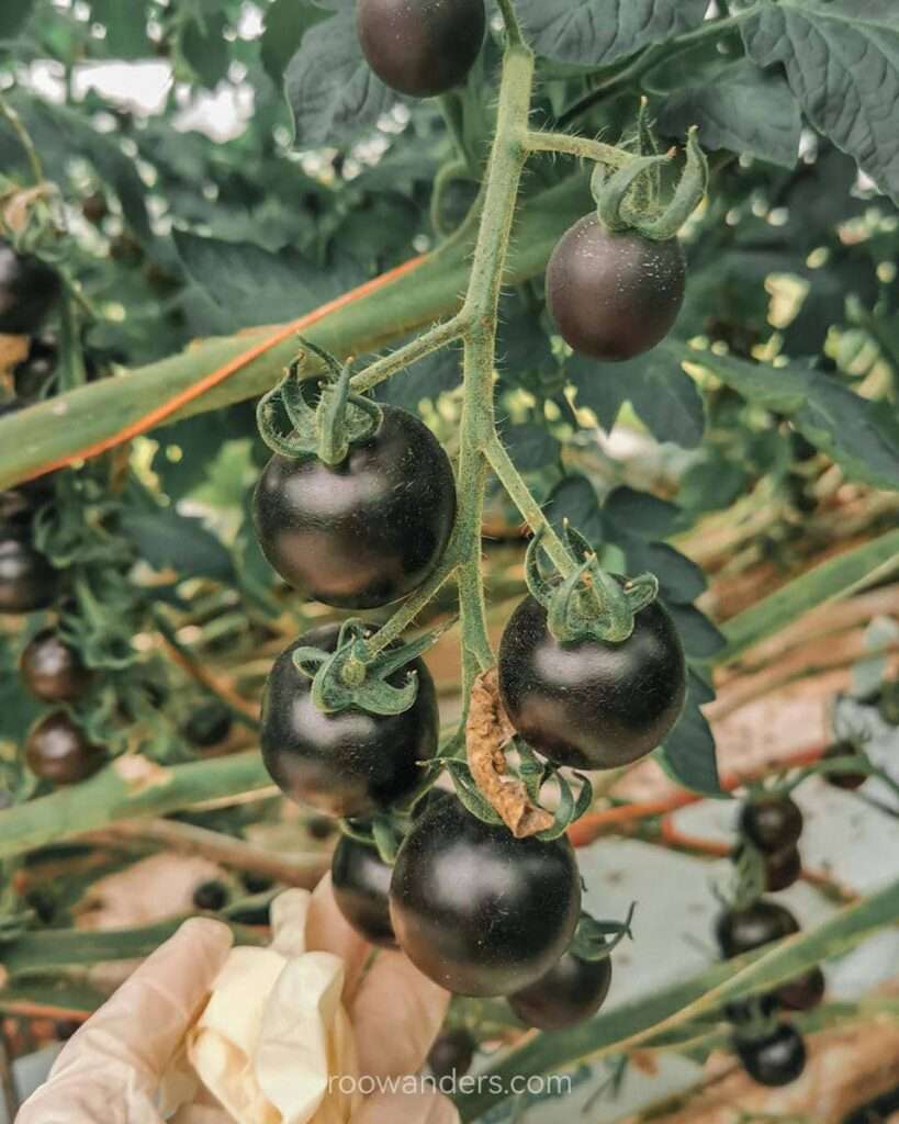 Black Cherry Tomatoes, Tomato Greenhouse, New Zealand - RooWanders