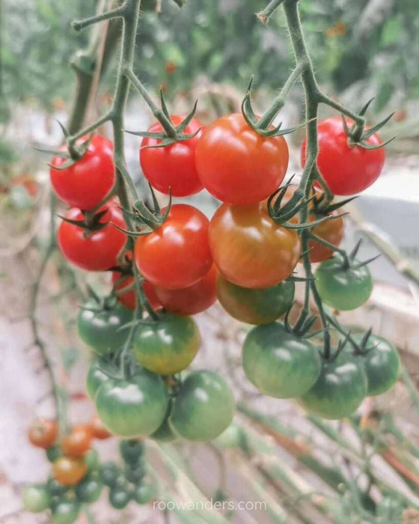 Cherry Tomatoes, Tomato Greenhouse, New Zealand - RooWanders