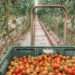 A tray full of cherry tomatoes, Tomato Greenhouse, New Zealand - RooWanders