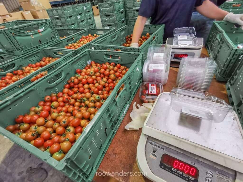 Packing Day, Tomato Greenhouse, New Zealand - RooWanders