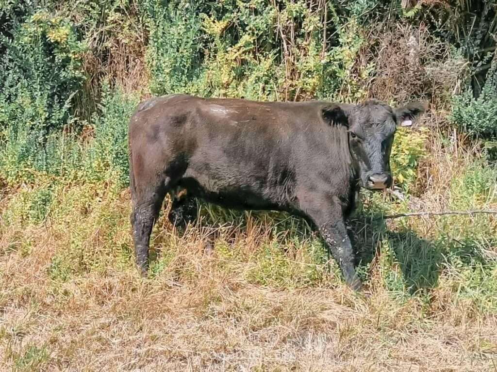 Lost Cow of Whangamomona, New Zealand - RooWanders
