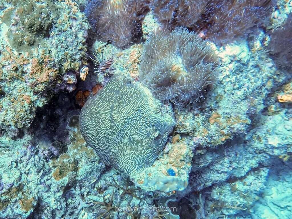 Miri Scuba Dive, Malaysia - RooWanders