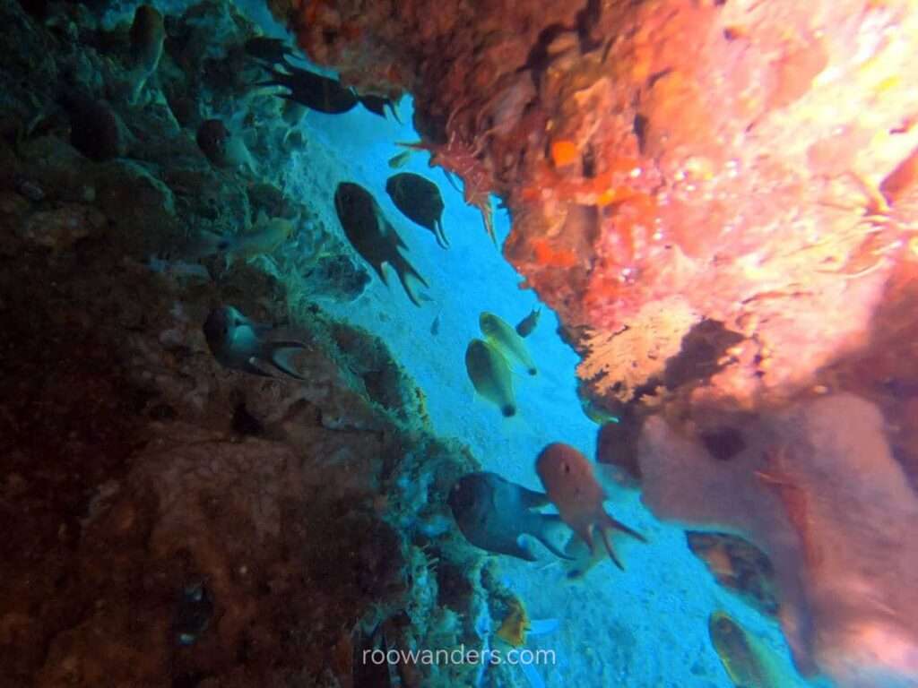 Red shrimp, Miri Scuba Dive, Malaysia - RooWanders