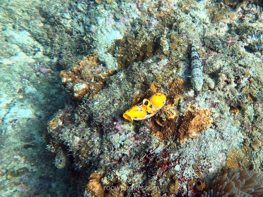 Yellow sponge, Miri Scuba Dive, Malaysia - RooWanders