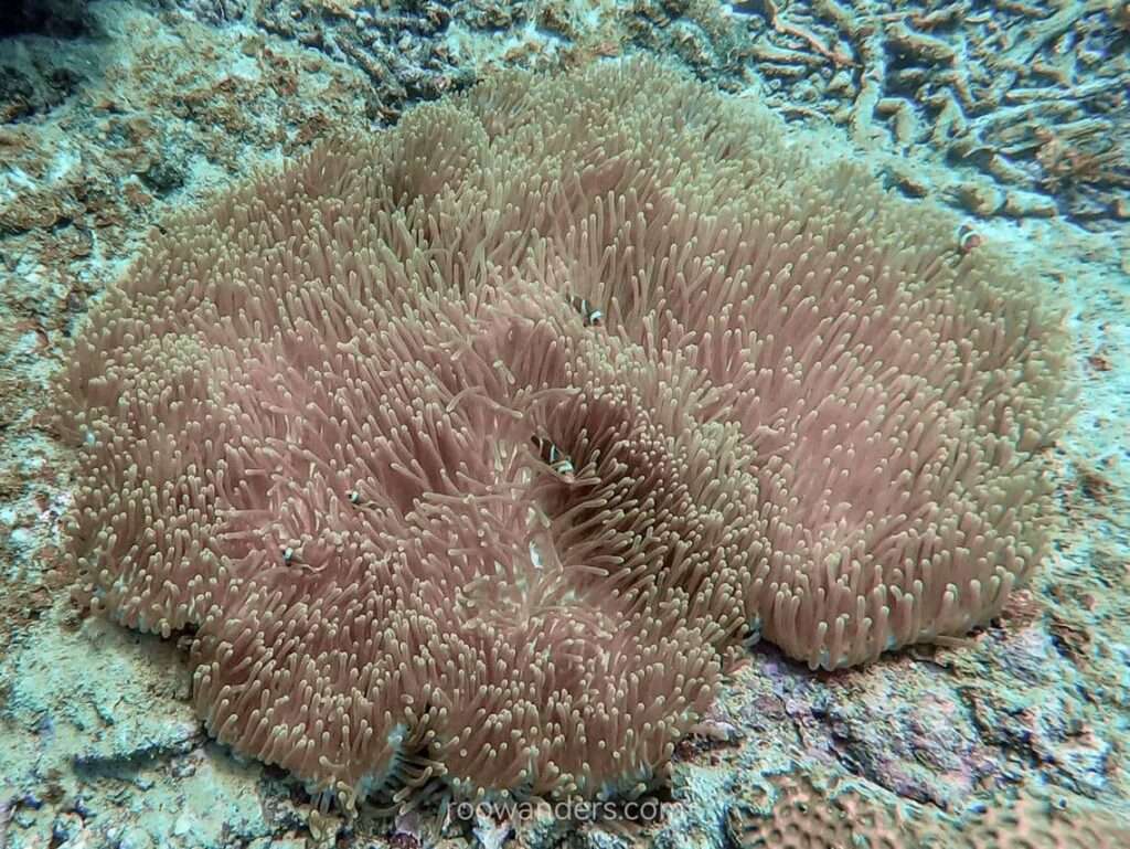 Anemone, Miri Scuba Dive, Malaysia - RooWanders