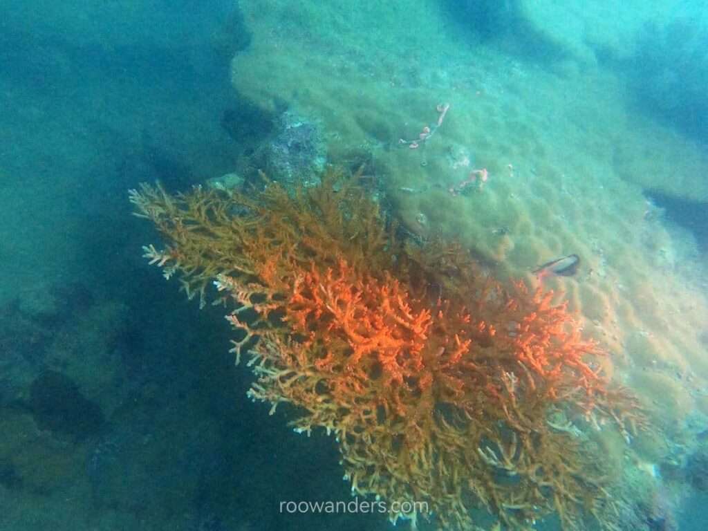 Red coral, Miri Scuba Dive, Malaysia - RooWanders