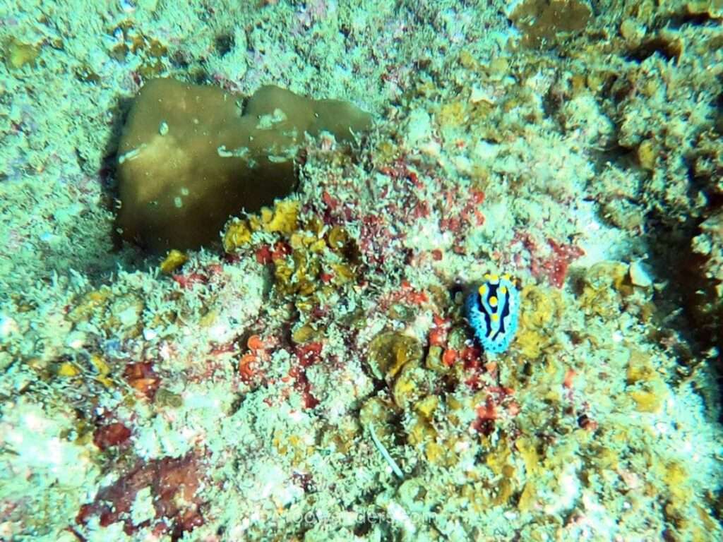 Nudibranch, Miri Scuba Dive, Malaysia - RooWanders
