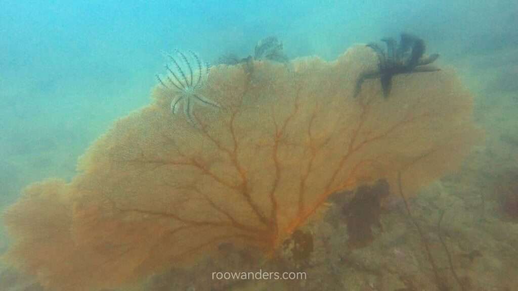 Coral fan, Miri Scuba Dive, Malaysia - RooWanders