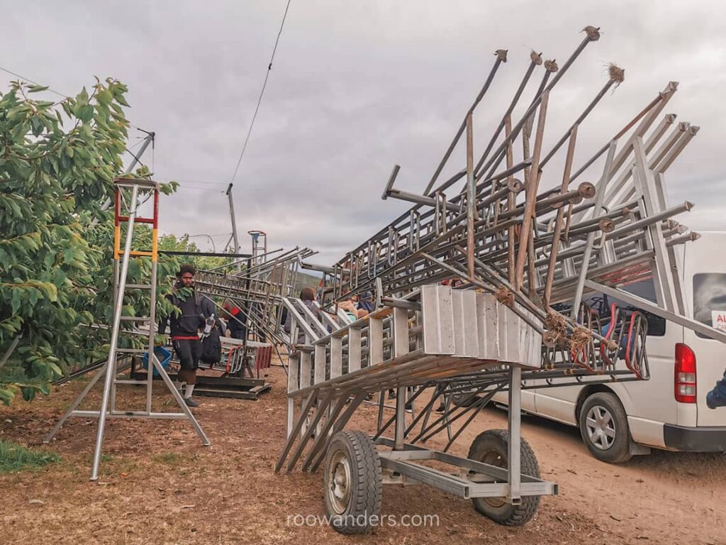 Ladders, Cherry Picking, New Zealand - RooWanders