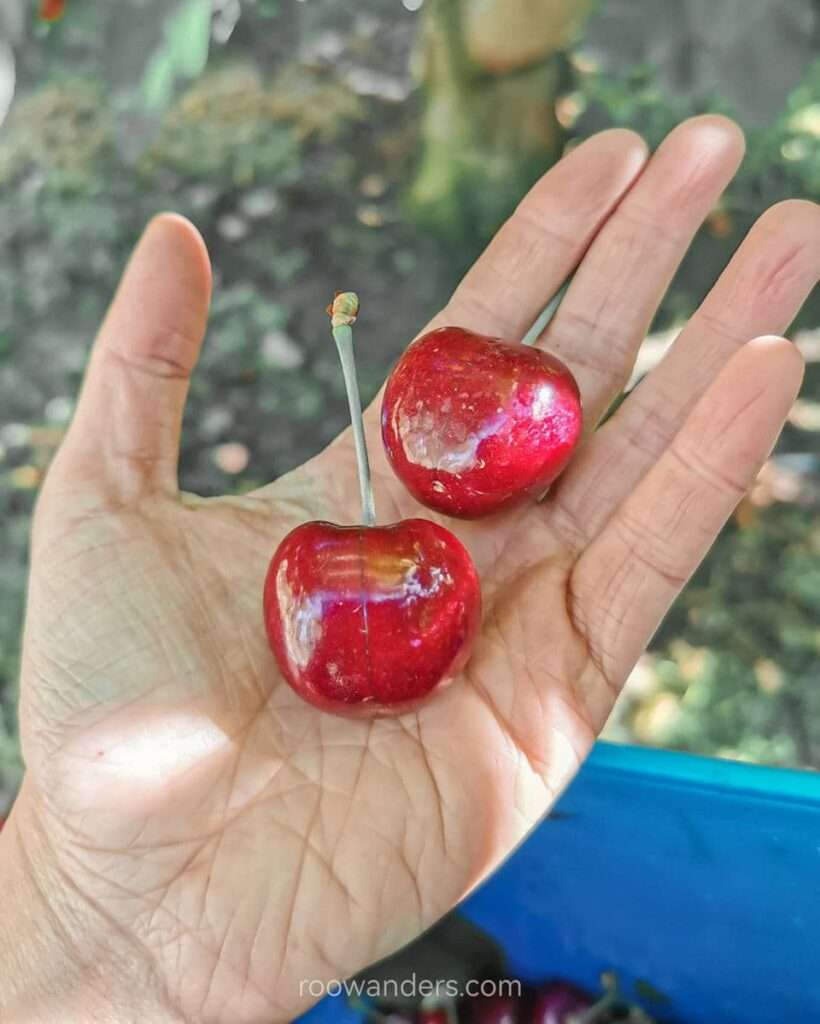 Big and juicy cherries, Cherry Picking, New Zealand - RooWanders