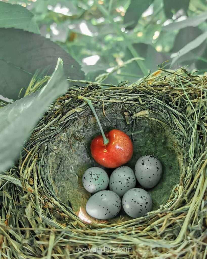 A bird's nest with a cherry as comparison, Cherry Picking, New Zealand - RooWanders