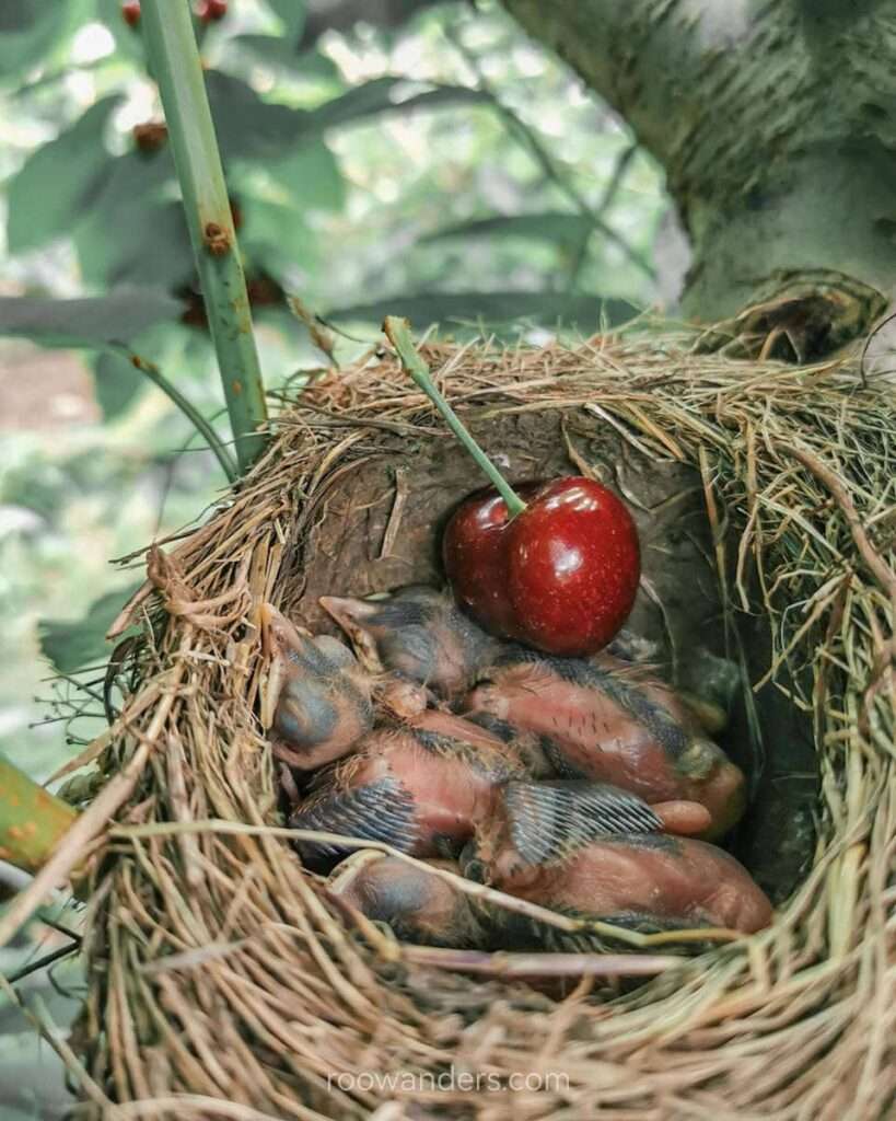 A bird's nest with a cherry as comparison, Cherry Picking, New Zealand - RooWanders