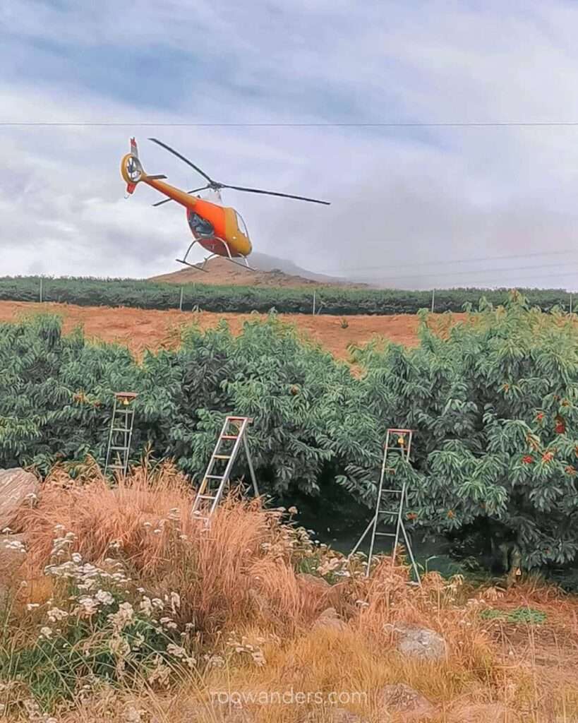 Helicopter drying the cherry trees, Cherry Picking, New Zealand - RooWanders