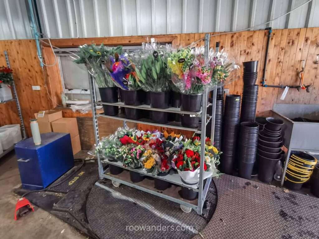 Flower Packing, New Zealand - RooWanders