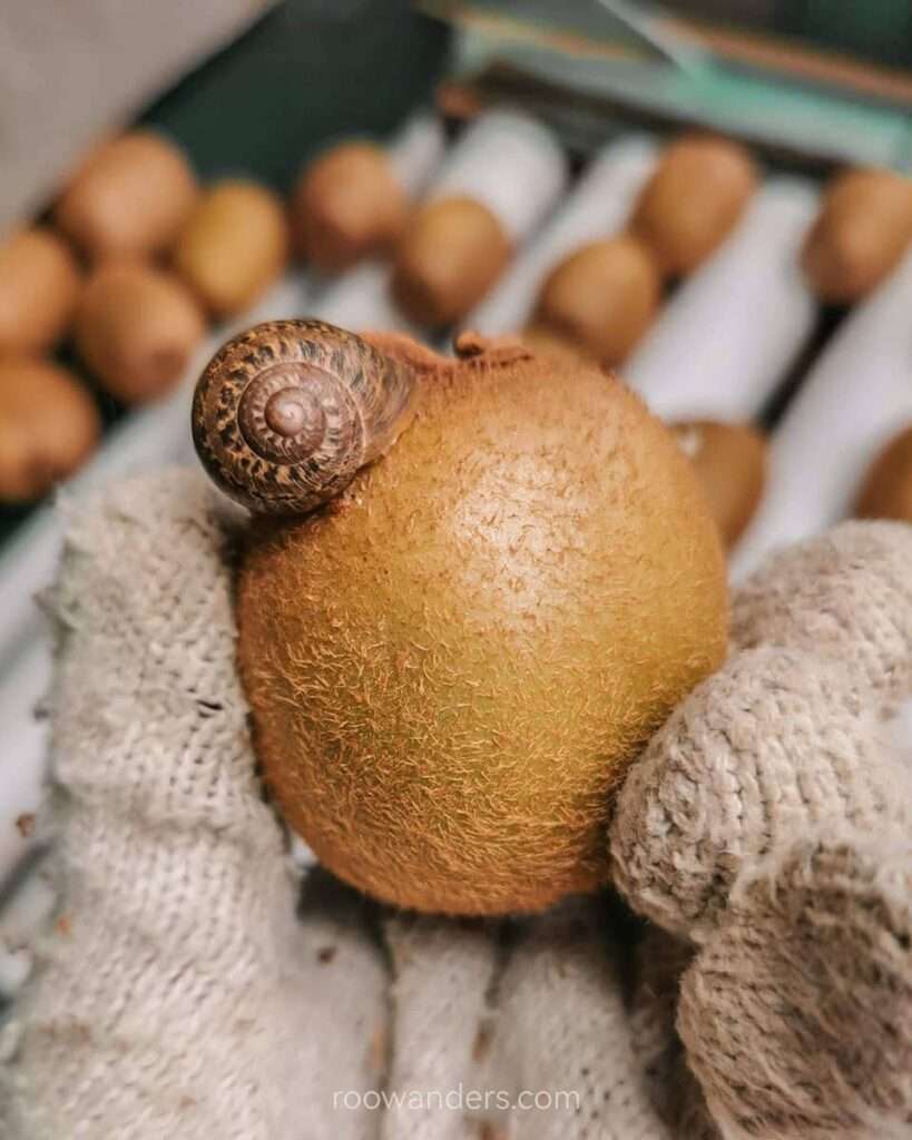Snail on a kiwi fruit, Kiwi Fruit Job, New Zealand - RooWanders