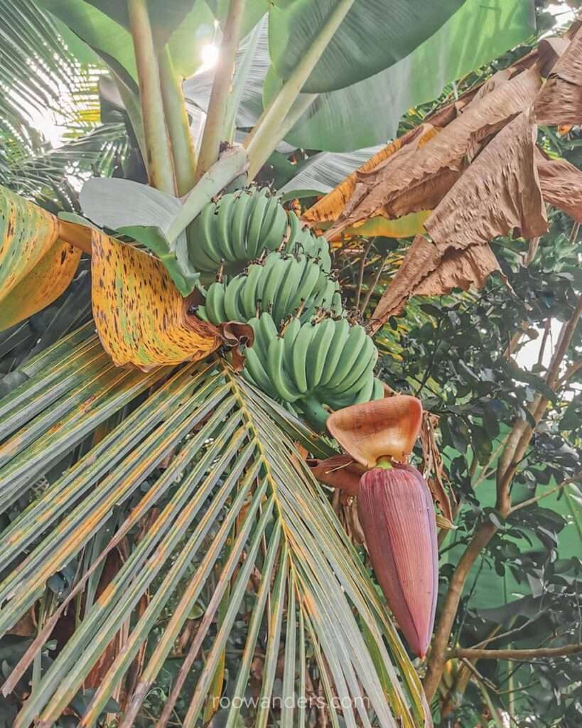 Bananas, Mekong Delta, Vietnam - RooWanders