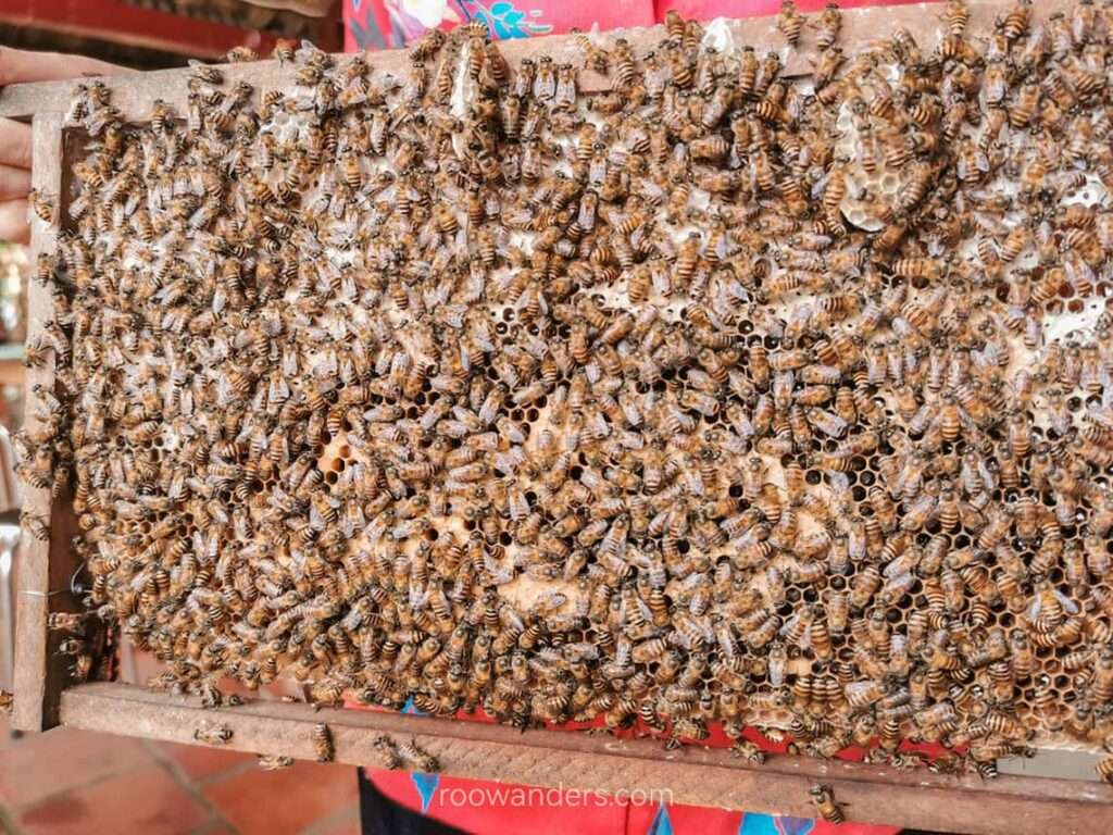 Bees, Mekong Delta, Vietnam - RooWanders