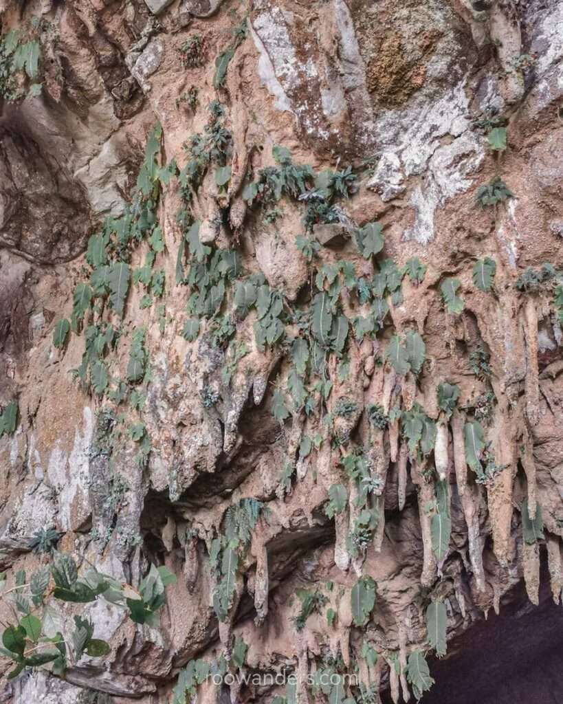 One Leaf Plant, Clearwater Cave, Mulu National Park, Malaysia - RooWanders