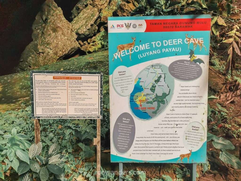 Deer Cave, Mulu National Park, Malaysia - RooWanders
