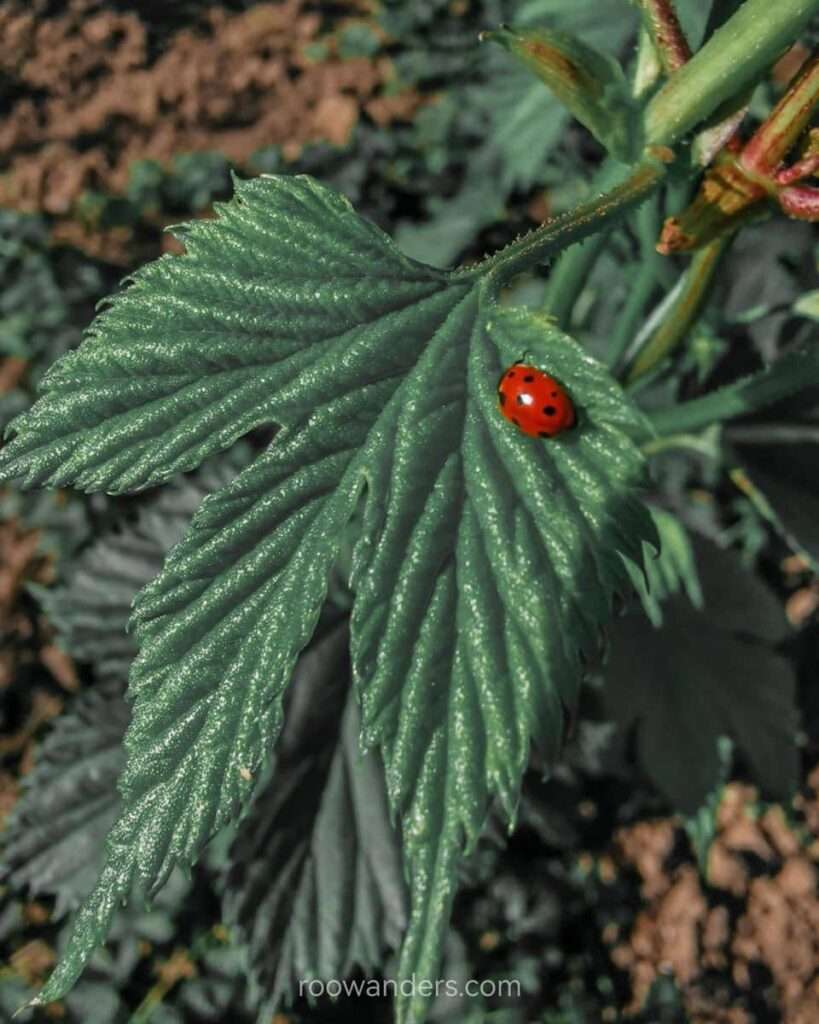 Ladybug, Hops Training, New Zealand - RooWanders