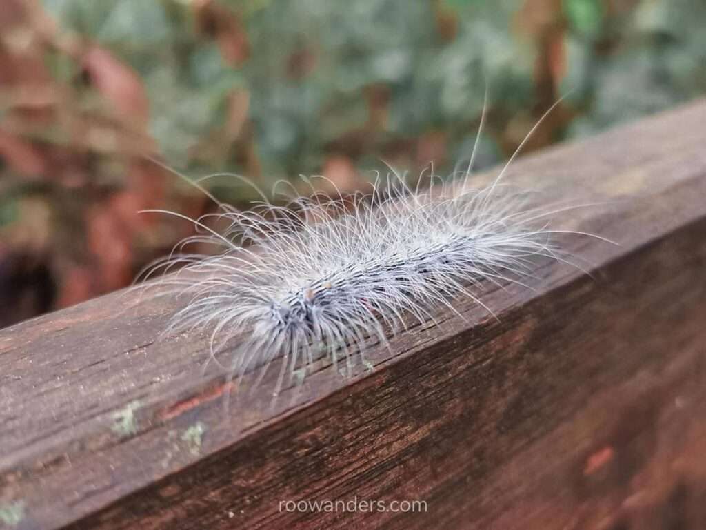 Hairy caterpillar, Mulu National Park, Malaysia - RooWanders