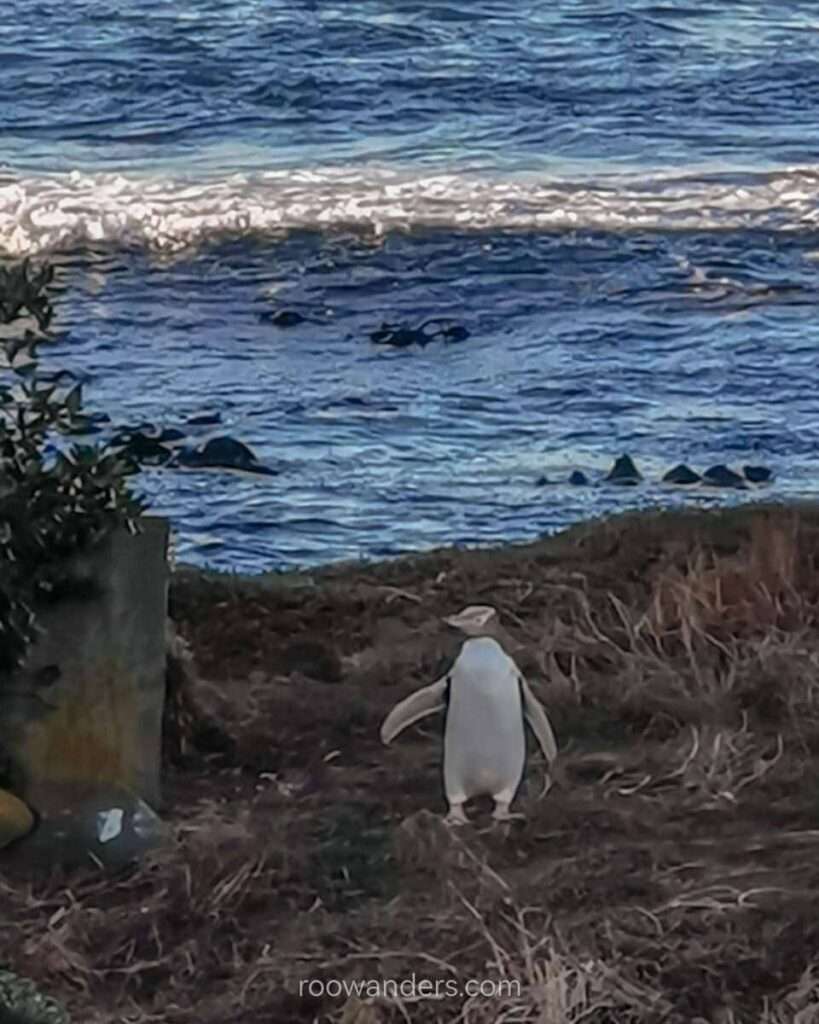 Oamaru Yellow Eyes Penguin, New Zealand - RooWanders