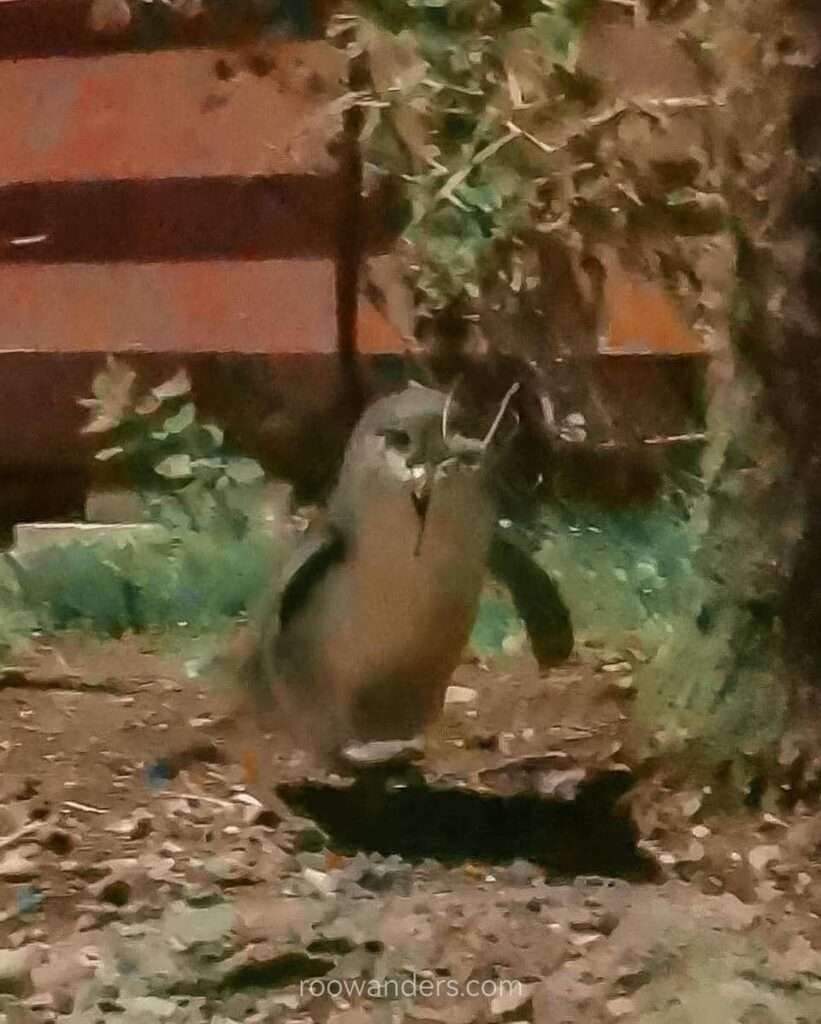 Oamaru blue penguin, New Zealand - RooWanders