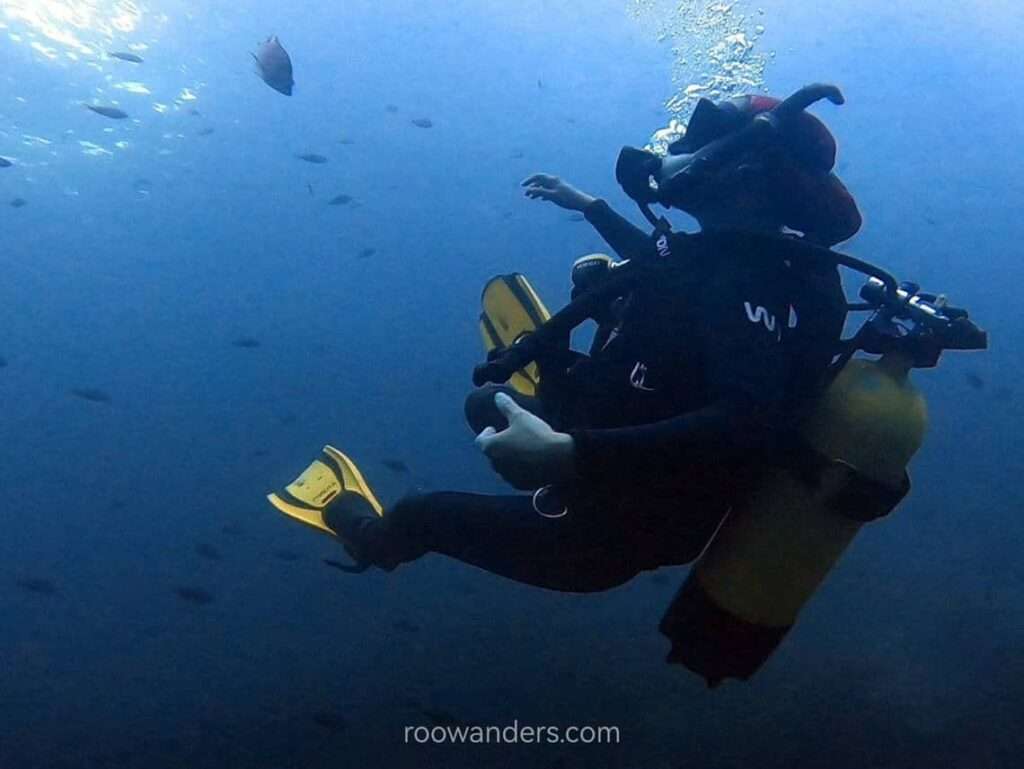 Diving at the Poor Knights Islands, Northland, New Zealand - RooWanders