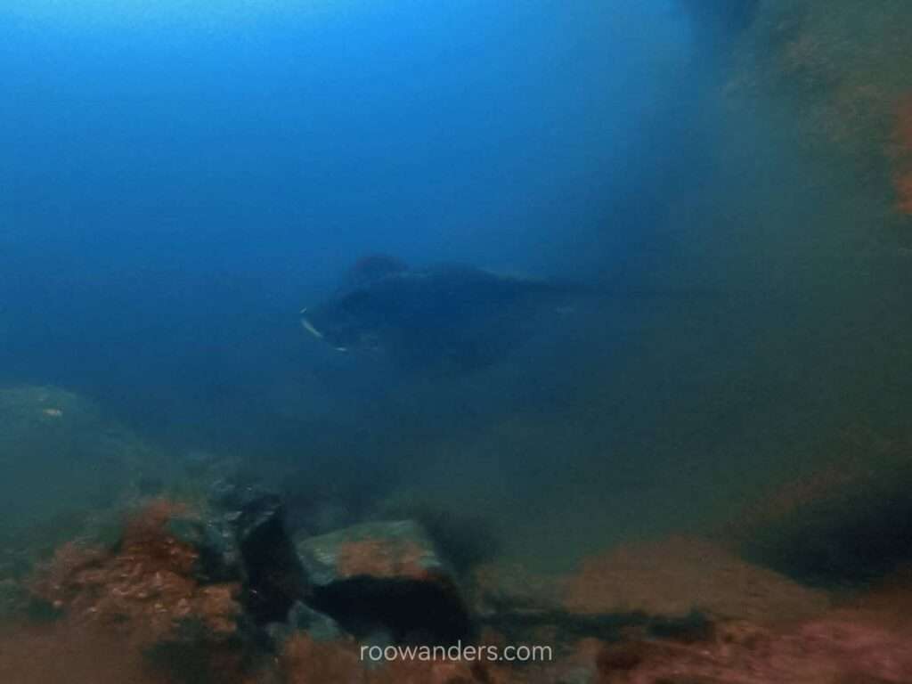 Rays, Diving at the Poor Knights Islands, Northland, New Zealand - RooWanders