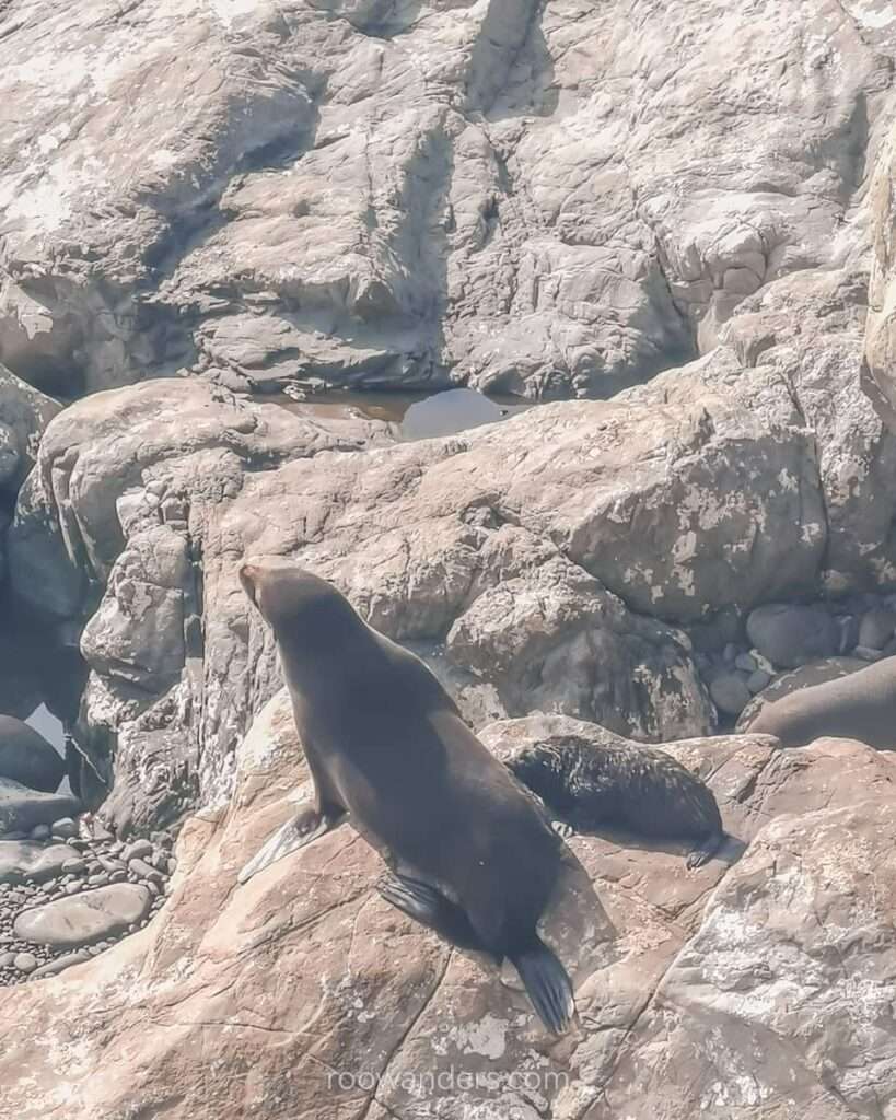 Kaikoura Seals, New Zealand - RooWanders