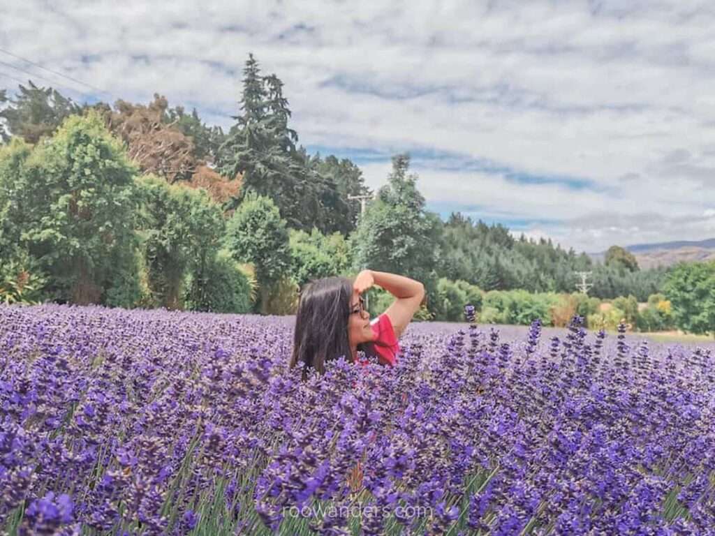 Lavender Farm, New Zealand - RooWanders